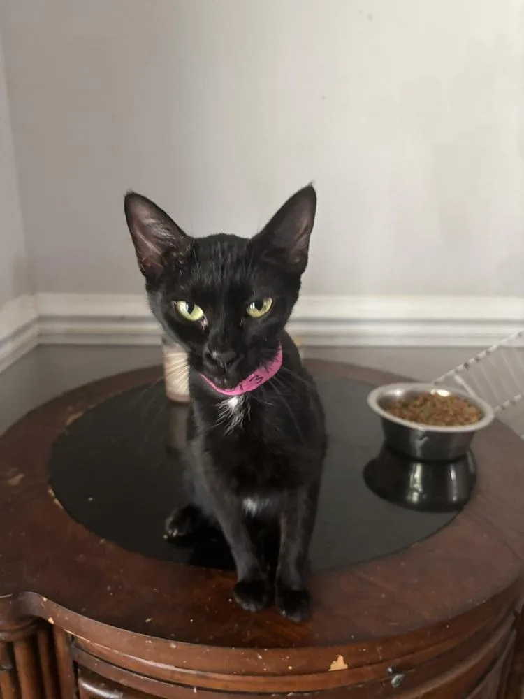 An adult medium-sized female Black & White / Tuxedo Domestic Short Hair cat named Grease Lightning for adoption in Salisbury, NC