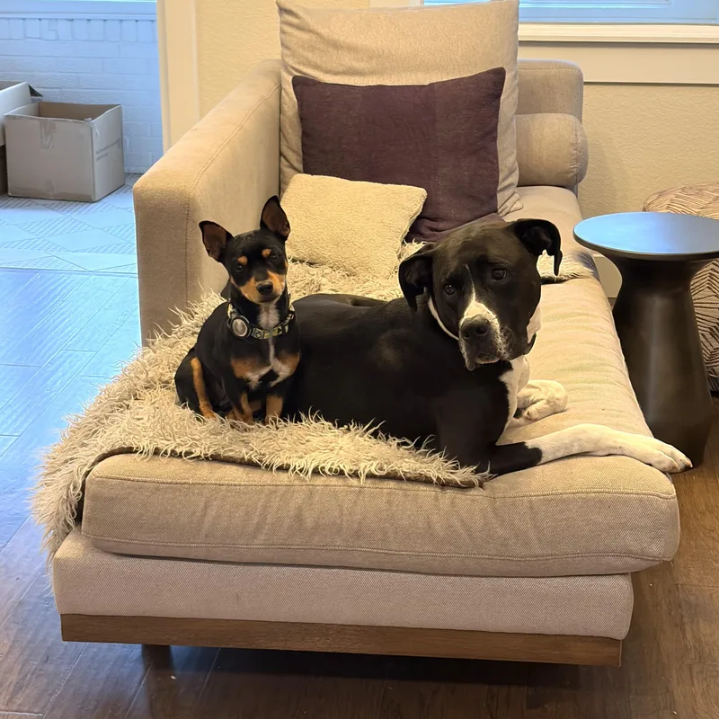 An adult small-sized female Chihuahua dog named Tila Tequila for adoption in Denver, CO