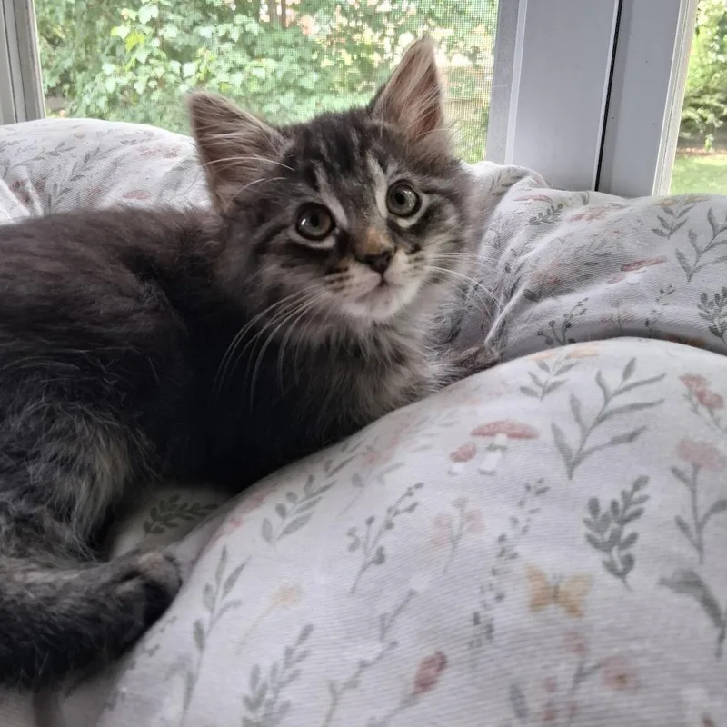 A baby small-sized male Brown / Chocolate Domestic Long Hair cat named Zilch for adoption in Chesapeake, VA
