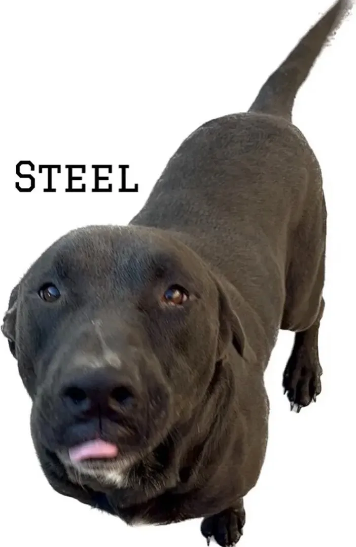 Steel