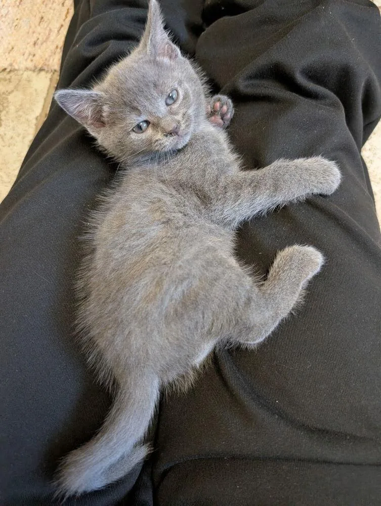A baby small-sized female Domestic Short Hair cat named Mia for adoption in Salisbury, NC