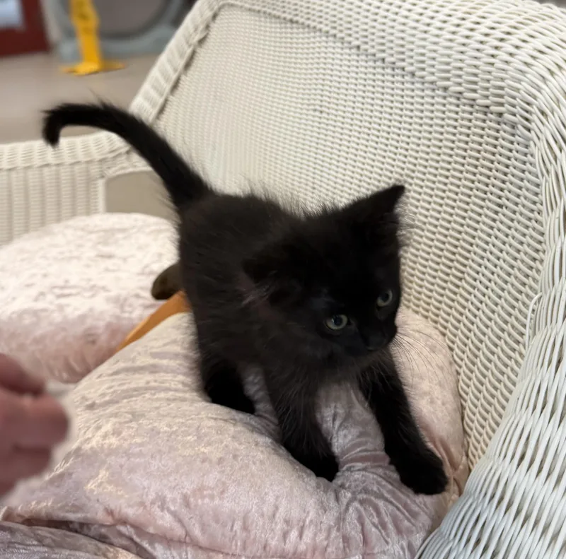 A baby medium-sized male Black Domestic Medium Hair cat named Ragnar for adoption in Slidell, LA