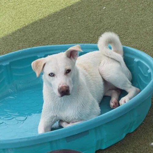 A young medium-sized female White / Cream Mixed Breed dog named Possum for adoption in Glendale, AZ