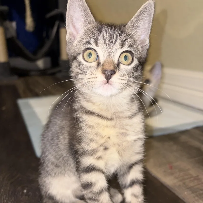 A baby small-sized female Tabby (Brown / Chocolate) Domestic Short Hair cat named Sofia for adoption in Liverpool, TX