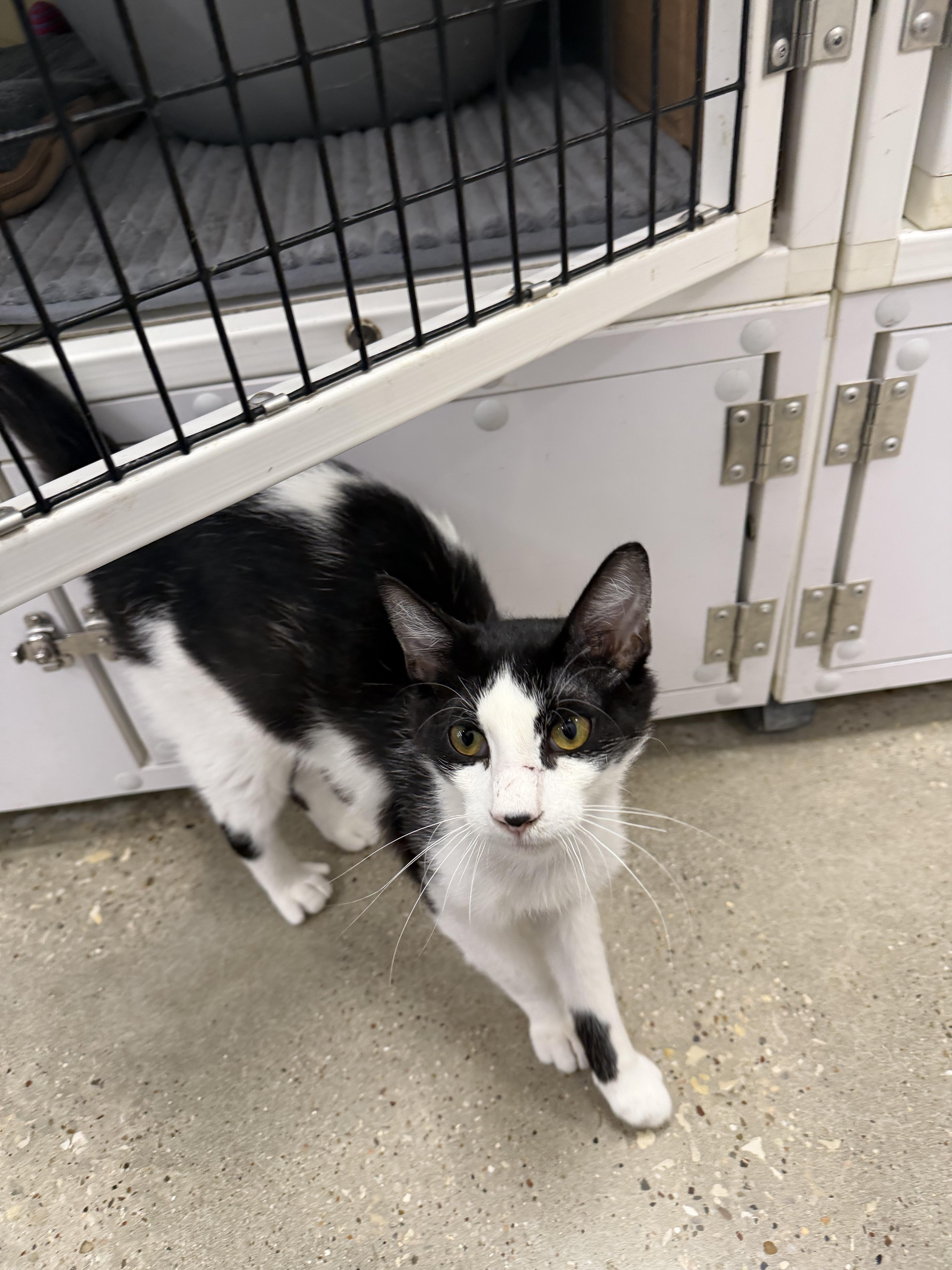 A young small-sized male Black & White / Tuxedo Domestic Short Hair cat named Monty  Riley Fuzzel for adoption in Spring, TX