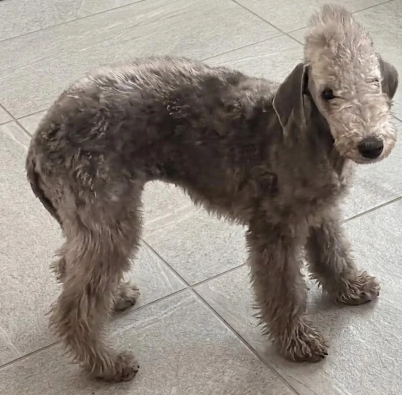 A baby small-sized female Tricolor (Brown, Black, & White) Bedlington Terrier dog named Arlene for adoption
