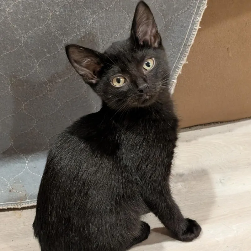 A baby small-sized male Black Domestic Short Hair cat named Domino for adoption in Roselle, IL