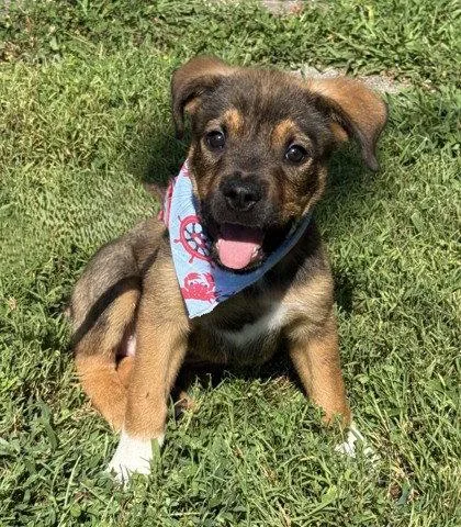 A young medium-sized male Shepherd dog named Wrecker for adoption in Midland, VA