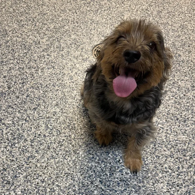 An adult small-sized male Brown / Chocolate Yorkshire Terrier dog named Jerry for adoption in Great Falls, MT