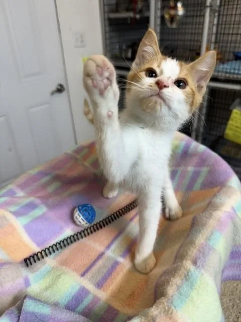 A baby medium-sized male Orange & White Domestic Short Hair cat named Colby for adoption in Millerstown, PA