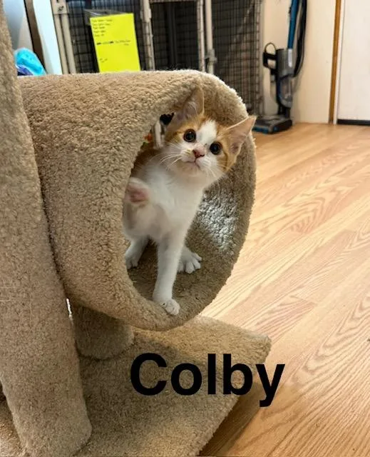 Colby thumbnail 3