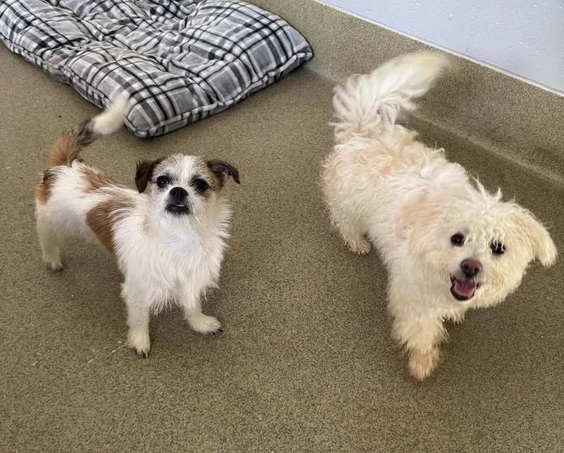 A young small-sized female Apricot / Beige Mixed Breed dog named Linguine for adoption in Blair, NE
