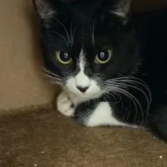 A young medium-sized female Domestic Medium Hair cat named Adeline for adoption in Napa, CA