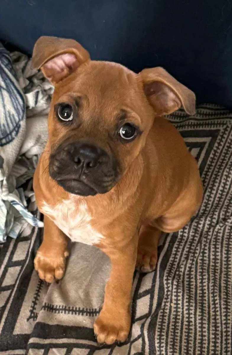 A baby medium-sized male Mixed Breed dog named Scout for adoption in De Pere, WI