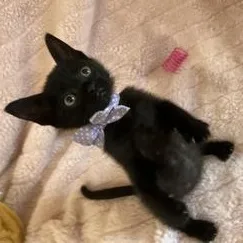 A baby small-sized male Black Domestic Short Hair cat named Grogu for adoption in Liverpool, TX