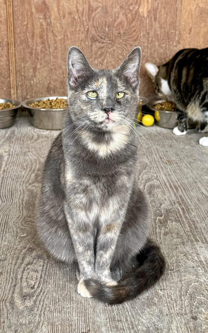 An adult medium-sized female Dilute Tortoiseshell Domestic Short Hair cat named Primrose for adoption in Shreveport, LA
