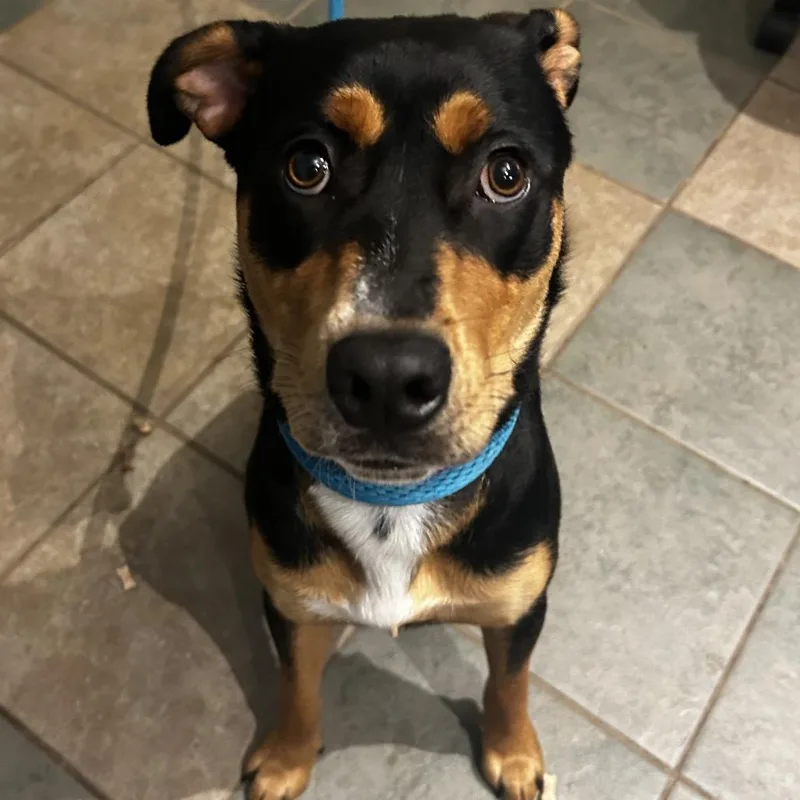 A young medium-sized female Black Mixed Breed dog named Selkie for adoption in Chattanooga, TN