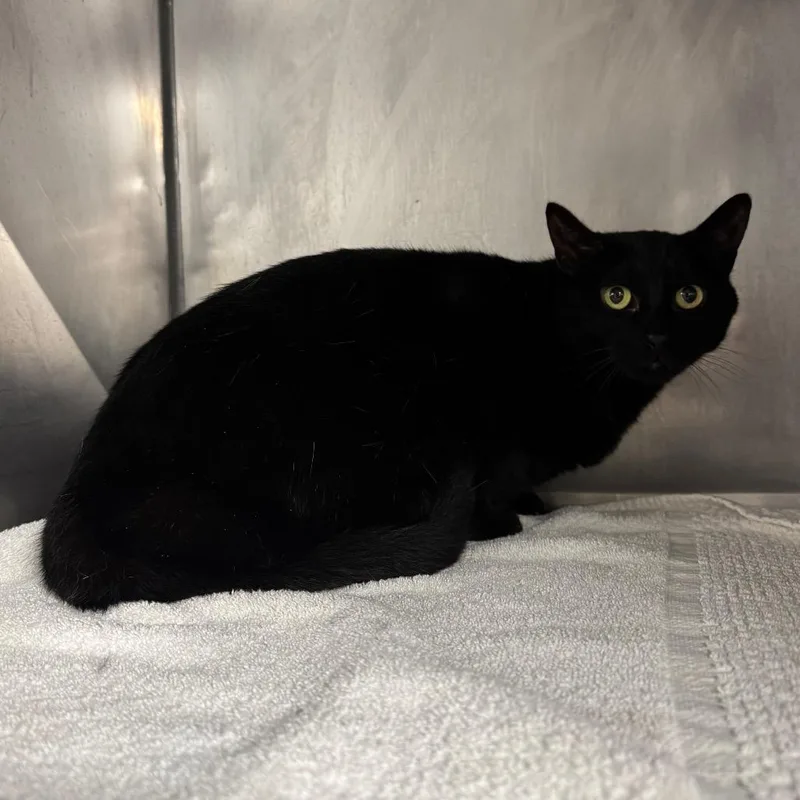 An adult small-sized female Black Domestic Short Hair cat named Kander for adoption in Edwardsville, IL