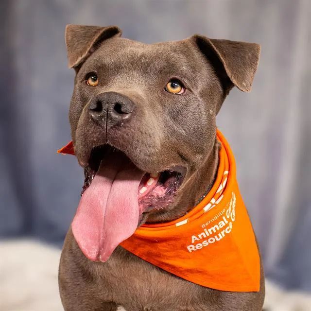 A young large-sized male Pit Bull Terrier dog named Donut for adoption in Albuquerque, NM