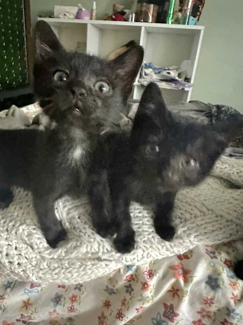 Tilly And Twooey Brothers!!! thumbnail 2