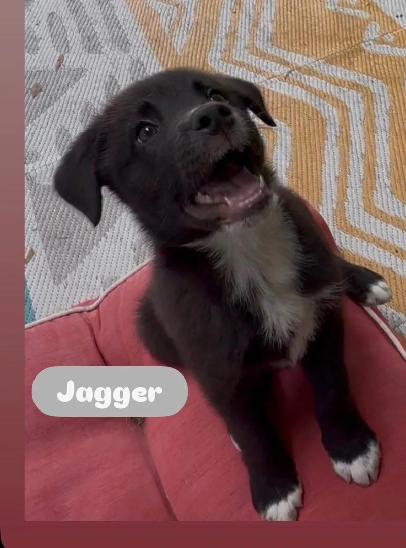 A baby medium-sized male Border Collie dog named Jagger for adoption in Winter Park, FL