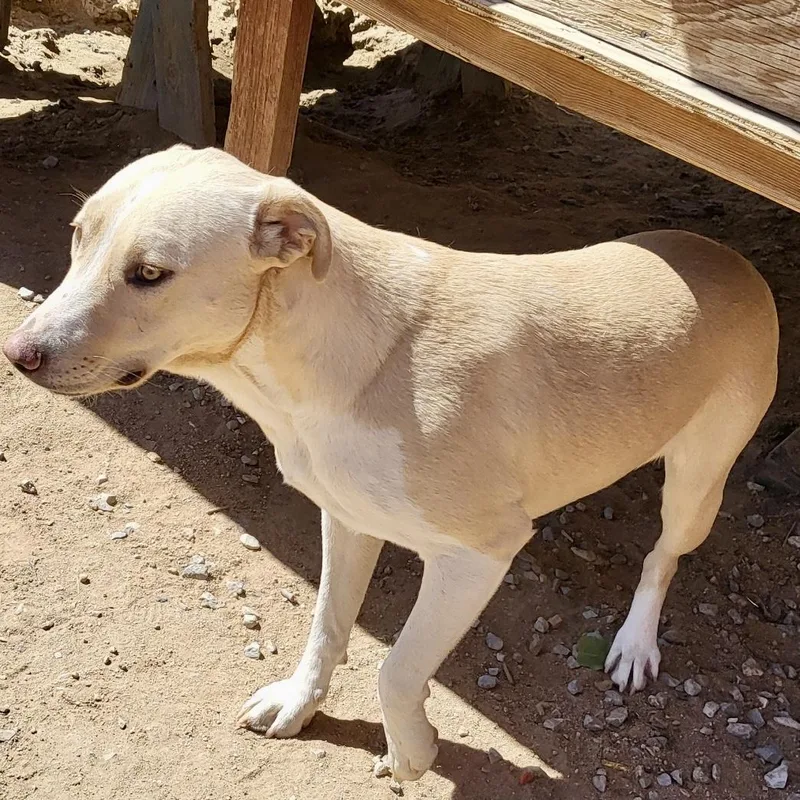 A young medium-sized female Yellow Labrador Retriever dog named Cremita for adoption in Los Angeles, CA