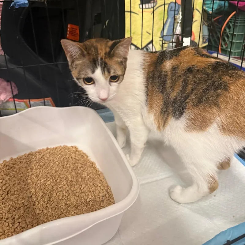 A young small-sized female White Domestic Short Hair cat named Winnie for adoption in Escondido, CA