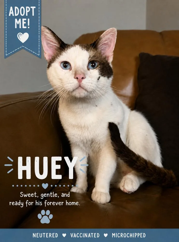 A young large-sized male Black & White / Tuxedo Domestic Short Hair cat named Huey for adoption in Fern Park, FL