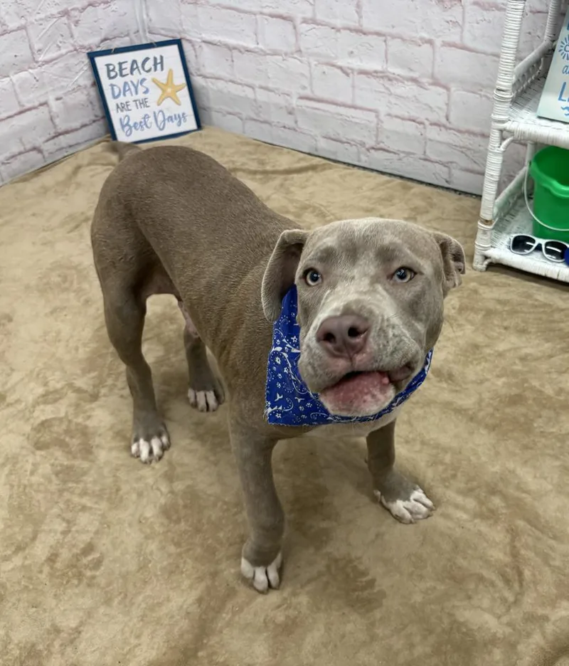 A baby medium-sized male Mixed Breed dog named Duckbill for adoption in Detroit, MI