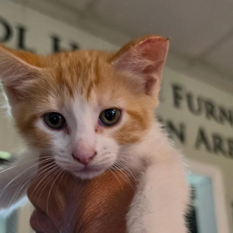 A baby small-sized female White Domestic Short Hair cat named Cressida for adoption in Troy, IL