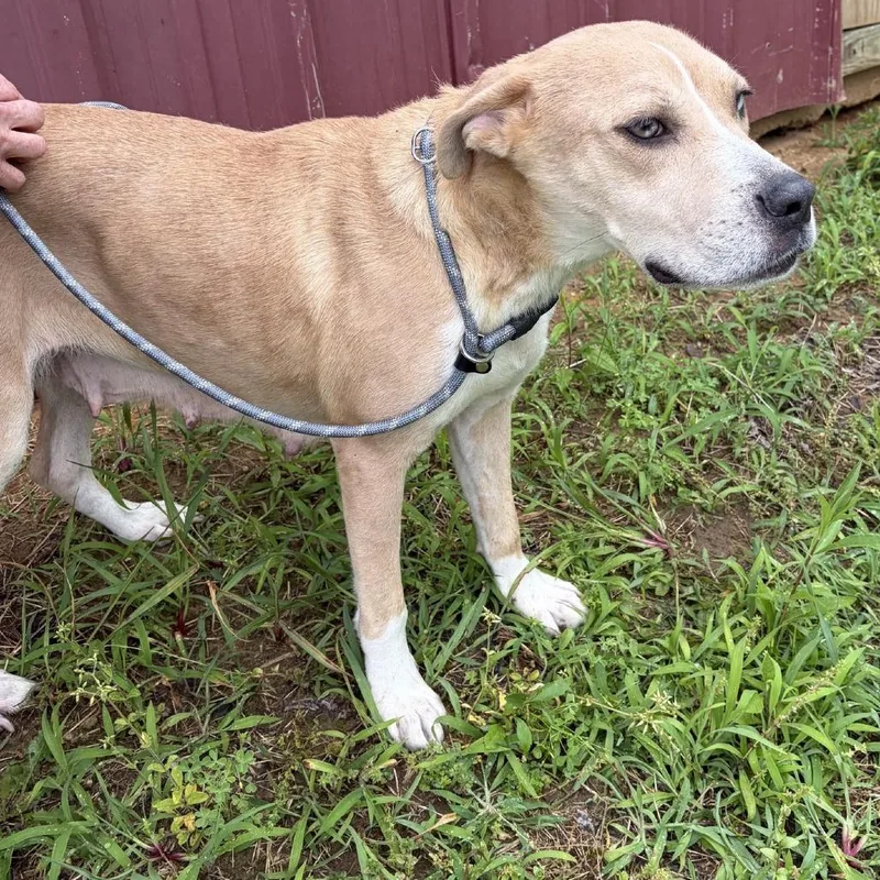 A young medium-sized female White / Cream Yellow Labrador Retriever dog named Opal for adoption in Tupelo, MS