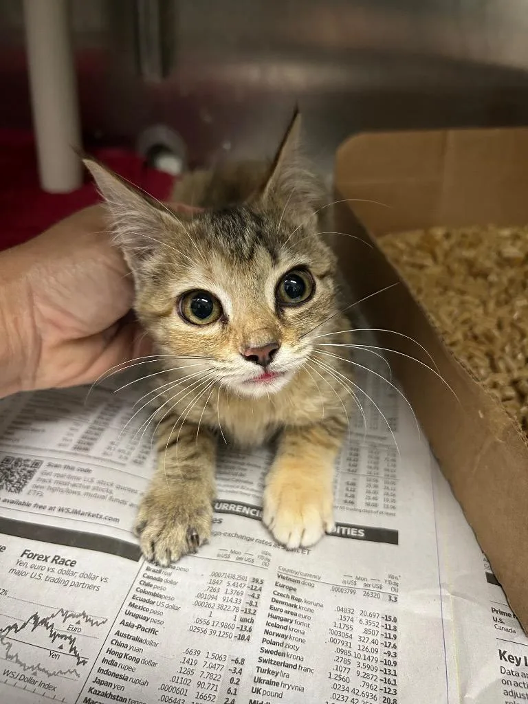 A baby large-sized female American Shorthair cat named Fellini for adoption in Chickamauga , GA