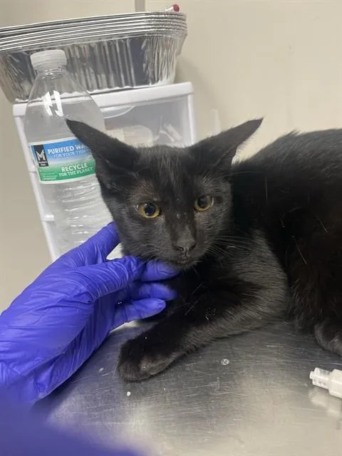 A young medium-sized female Domestic Short Hair cat named Jackie for adoption in Naples, FL