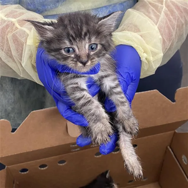 A baby medium-sized male Domestic Short Hair cat named Wendy for adoption in Dallas, TX