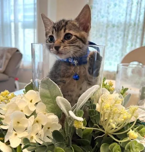 A baby small-sized male Tabby (Brown / Chocolate) Domestic Short Hair cat named Jun for adoption in Maitland, FL