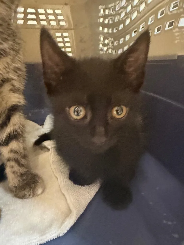 A baby medium-sized male Domestic Short Hair cat named Captain for adoption in Pomona, NY