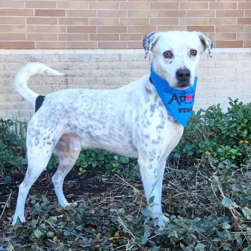 An adult medium-sized male Pointer dog named Julian JuM for adoption in Austin, TX