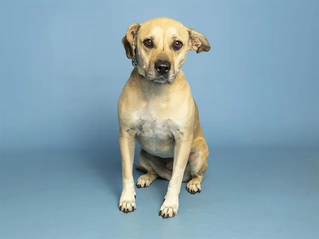 An adult medium-sized female German Shepherd Dog dog named Rey for adoption in Phoenix, AZ
