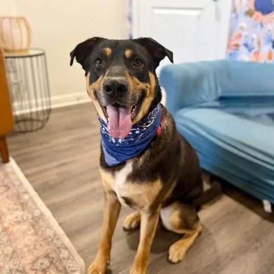 An adult large-sized male Black German Shepherd Dog dog named Bear Bunny With The for adoption in Friendswood, TX