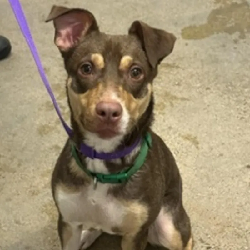 A young medium-sized male Border Collie dog named Bernie for adoption in Avon, OH
