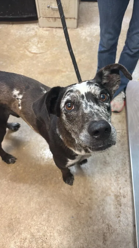 An adult medium-sized male Catahoula Leopard Dog dog named Cookies n Cream for adoption in New Braunfels, TX
