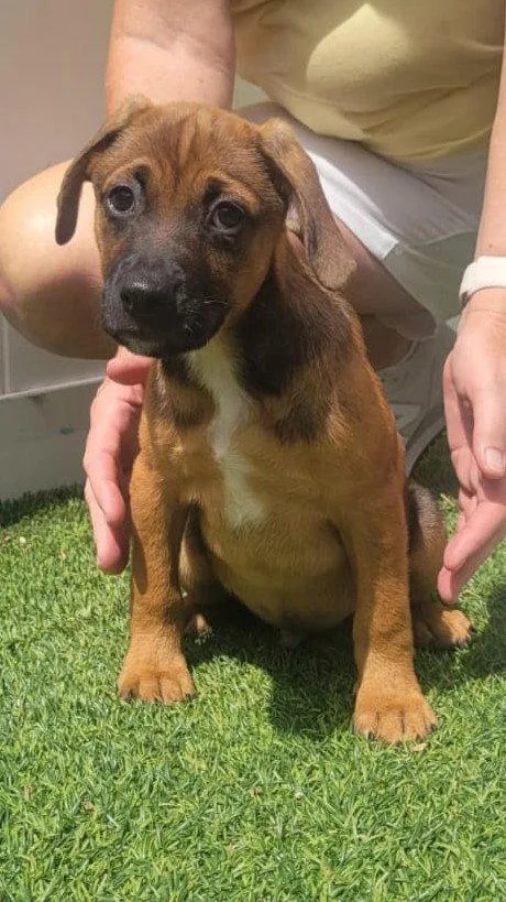 Isabella Pup Diego