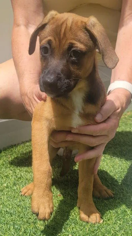 Isabella Pup  Diego thumbnail 2