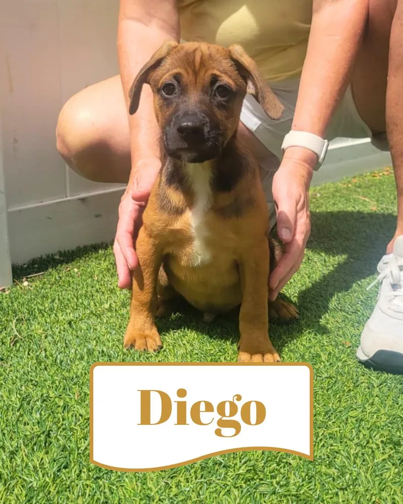Isabella Pup  Diego thumbnail 3
