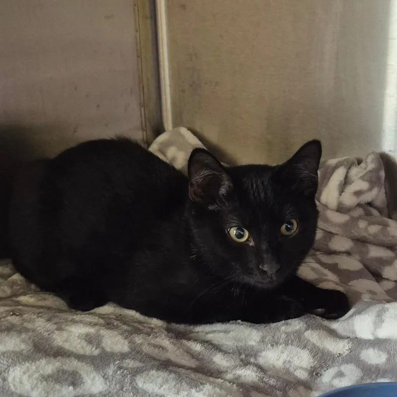 A baby small-sized male Black Domestic Short Hair cat named Pepper for adoption in Kingman, KS