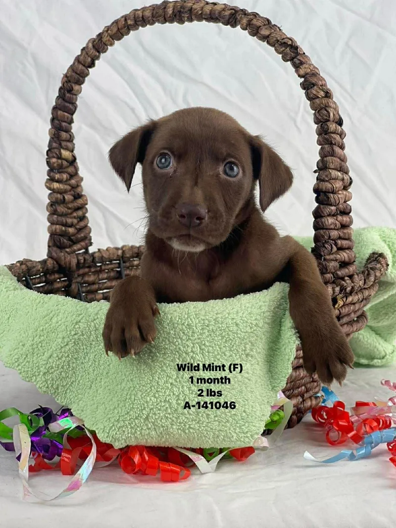 Wild The Lab Mix