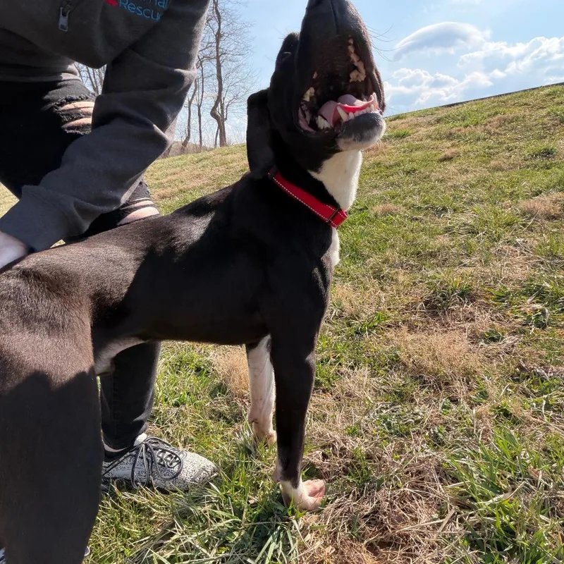 An adult medium-sized male Black Terrier dog named Chance for adoption in Fairfax Station, VA