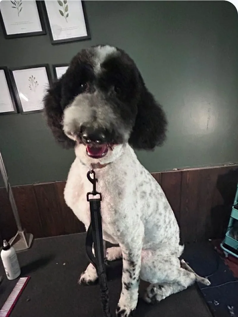 An adult medium-sized male Standard Poodle dog named Percival for adoption in Houston, TX