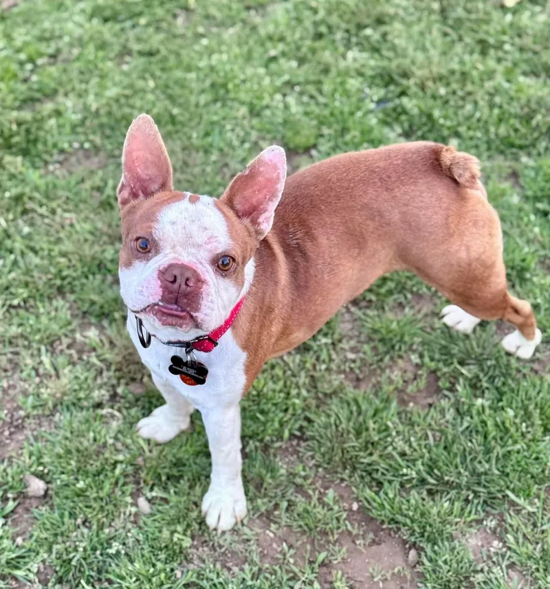 Indy Joe thumbnail 2