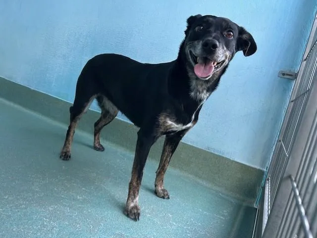 An adult medium-sized female Parson Russell Terrier dog named Doja for adoption in Baldwin Park, CA